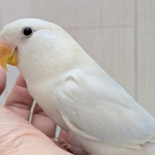 最新画像有ります❗️わたわた🩵楽しみたっくさん！！コザクラインコ☘️