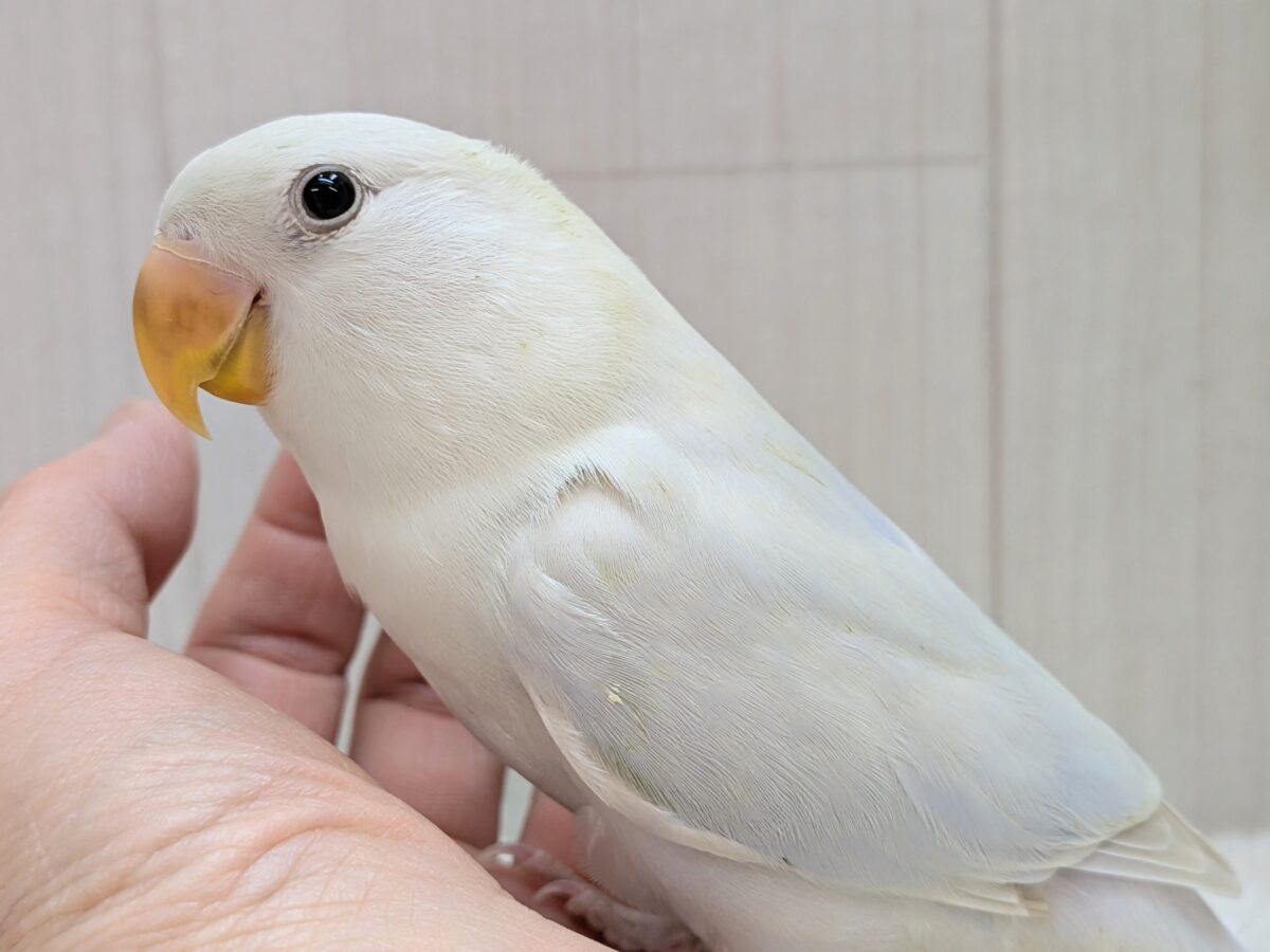 最新画像有ります❗️わたわた🩵楽しみたっくさん！！コザクラインコ☘️