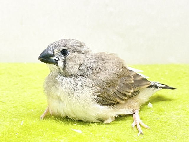 鳴き声も姿も可愛い💗 キンカチョウのヒナちゃん① 2026.8/14撮影 錦花鳥(キンカチョウ)