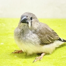 溢れる魅力💕　キンカチョウのヒナちゃん②　2026.8/14撮影