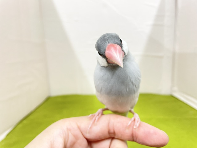 手乗りもできます☆ シルバー文鳥さん♬ 2026.8/15撮影 シルバー文鳥