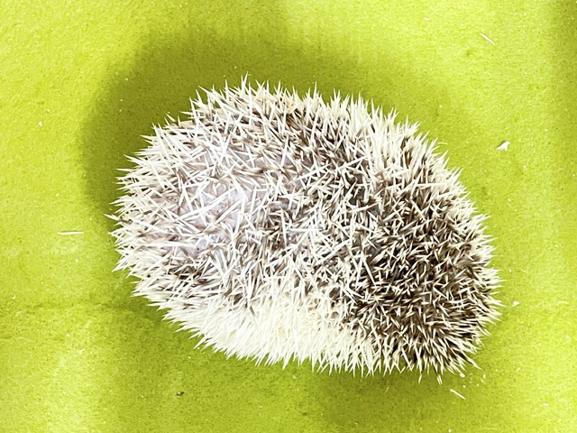 ちょっぴりシャイなトゲトゲちゃん☆ ヨツユビハリネズミ 2026.8/16撮影 ハリネズミ(ヨツユビハリネズミ)