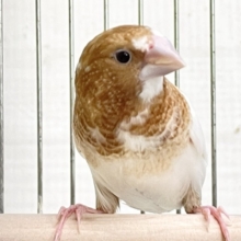 明るめの茶色☆　十姉妹のペア②　2026.8/19撮影