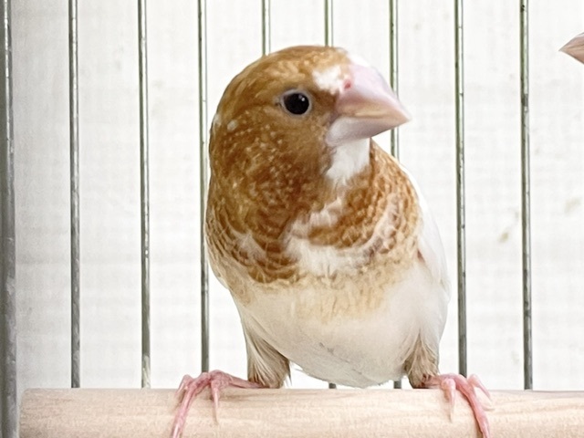 明るめの茶色☆　十姉妹のペア②　2026.8/19撮影