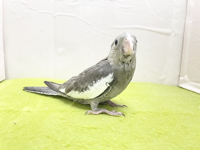 通な方好みのカラーです🎵 オカメインコ“ホワイトフェイス” 2026.8/13撮影 オカメインコ