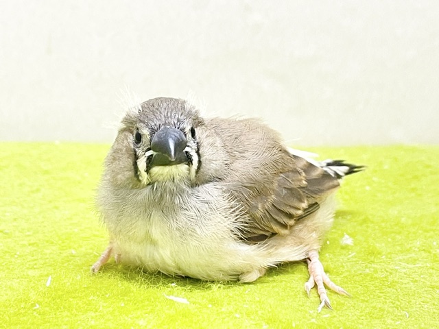 鳴き声も姿も可愛い💗 キンカチョウのヒナちゃん① 2026.8/14撮影 錦花鳥(キンカチョウ)