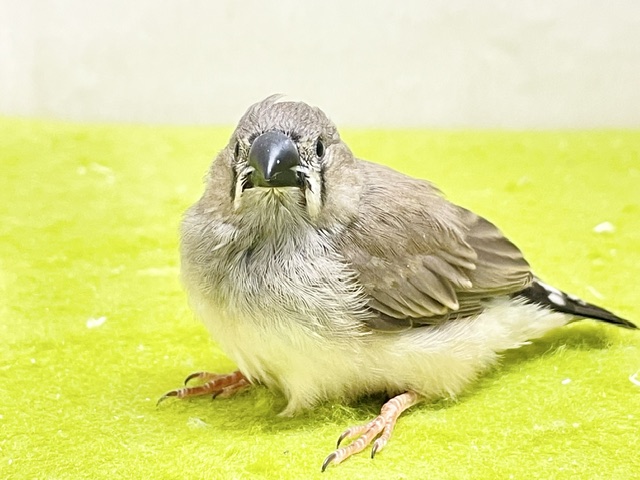 溢れる魅力💕 キンカチョウのヒナちゃん② 2026.8/14撮影 錦花鳥(キンカチョウ)