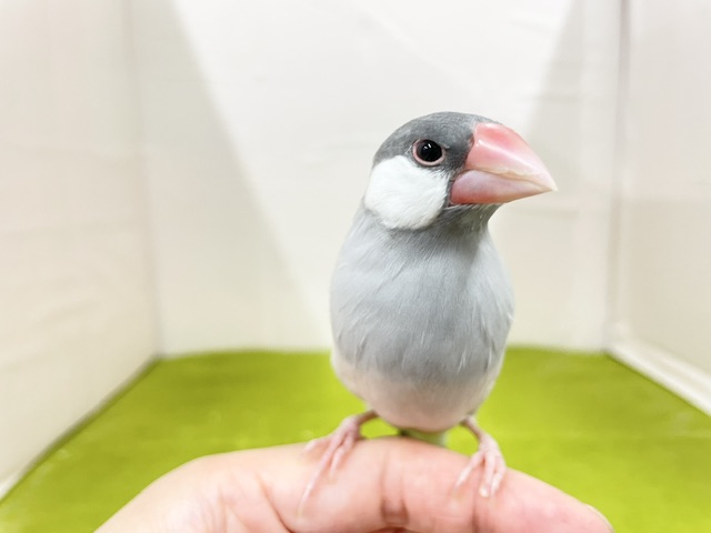 手乗りもできます☆ シルバー文鳥さん♬ 2026.8/15撮影 シルバー文鳥