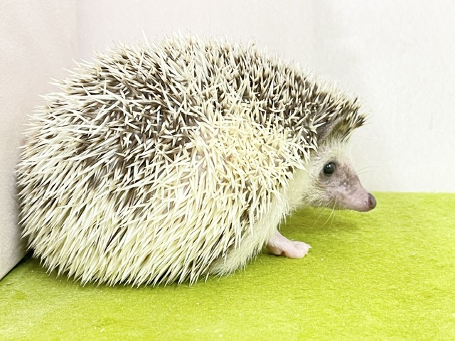 ちょっぴりシャイなトゲトゲちゃん☆ ヨツユビハリネズミ 2026.8/16撮影 ハリネズミ(ヨツユビハリネズミ)
