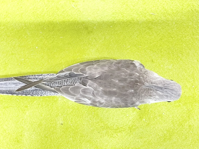 通な方好みのカラーです🎵 オカメインコ“ホワイトフェイス” 2026.8/13撮影 オカメインコ