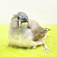 鳴き声も姿も可愛い💗　キンカチョウのヒナちゃん①　2026.8/14撮影