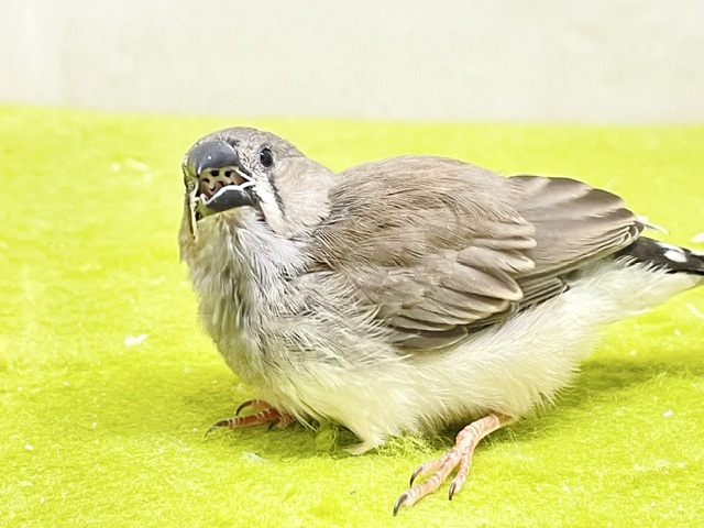 溢れる魅力💕 キンカチョウのヒナちゃん② 2026.8/14撮影 錦花鳥(キンカチョウ)