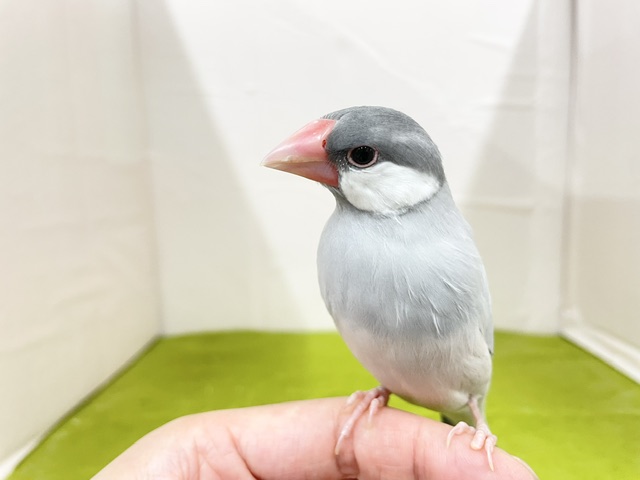 手乗りもできます☆ シルバー文鳥さん♬ 2026.8/15撮影 シルバー文鳥