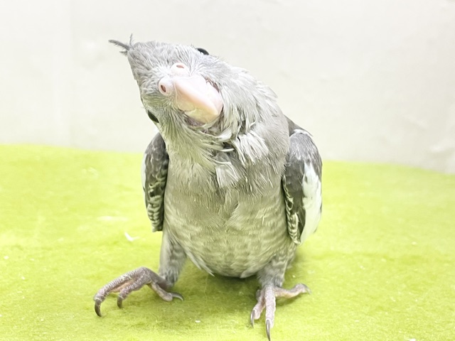 通な方好みのカラーです🎵 オカメインコ“ホワイトフェイス” 2026.8/13撮影 オカメインコ