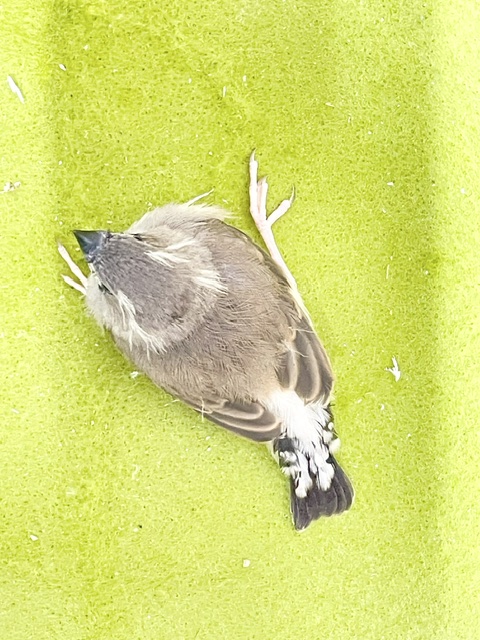 鳴き声も姿も可愛い💗 キンカチョウのヒナちゃん① 2026.8/14撮影 錦花鳥(キンカチョウ)