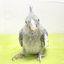 通な方好みのカラーです🎵　オカメインコ“ホワイトフェイス”  2026.8/13撮影