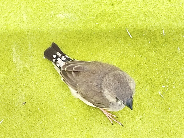 溢れる魅力💕 キンカチョウのヒナちゃん② 2026.8/14撮影 錦花鳥(キンカチョウ)