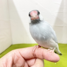 手乗りもできます☆　シルバー文鳥さん♬　2026.8/15撮影
