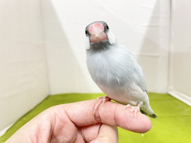 手乗りもできます☆　シルバー文鳥さん♬　2026.8/15撮影