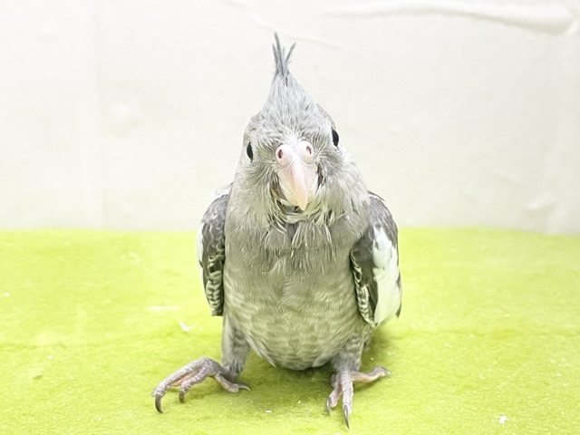 通な方好みのカラーです🎵　オカメインコ“ホワイトフェイス”  2026.8/13撮影