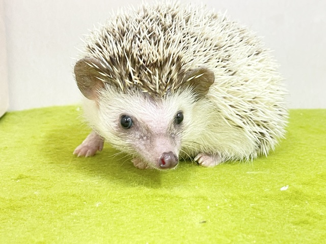 ちょっぴりシャイなトゲトゲちゃん☆ ヨツユビハリネズミ 2026.8/16撮影 ハリネズミ(ヨツユビハリネズミ)
