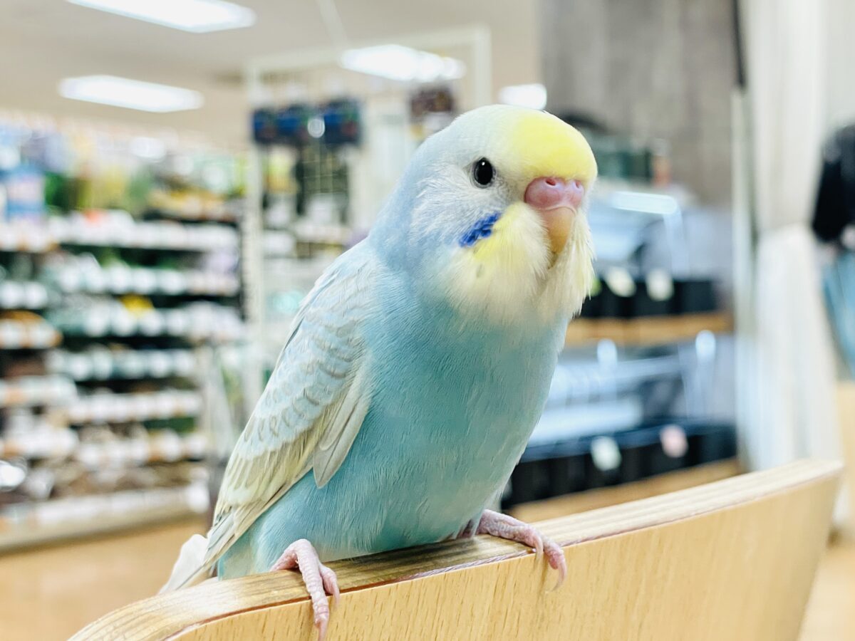 セキセイインコ