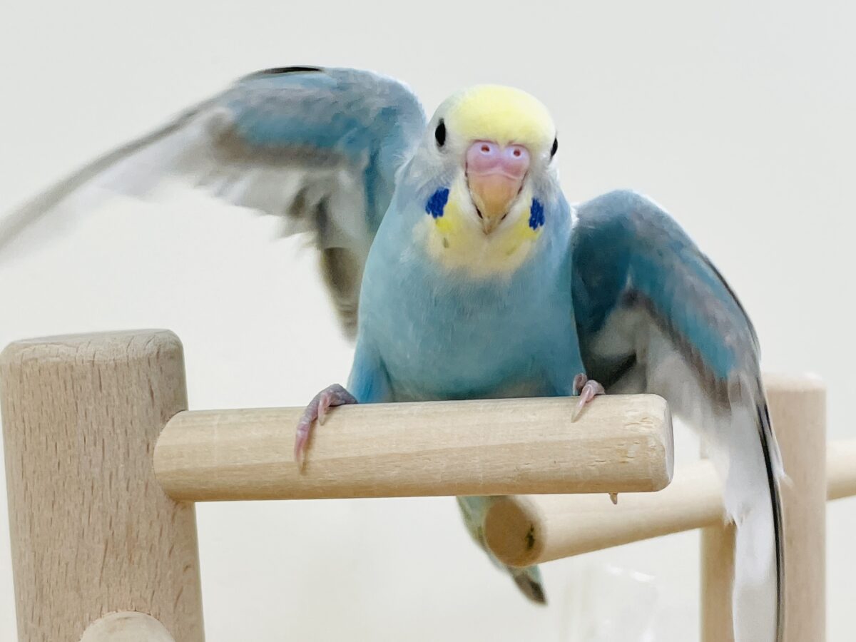 セキセイインコ