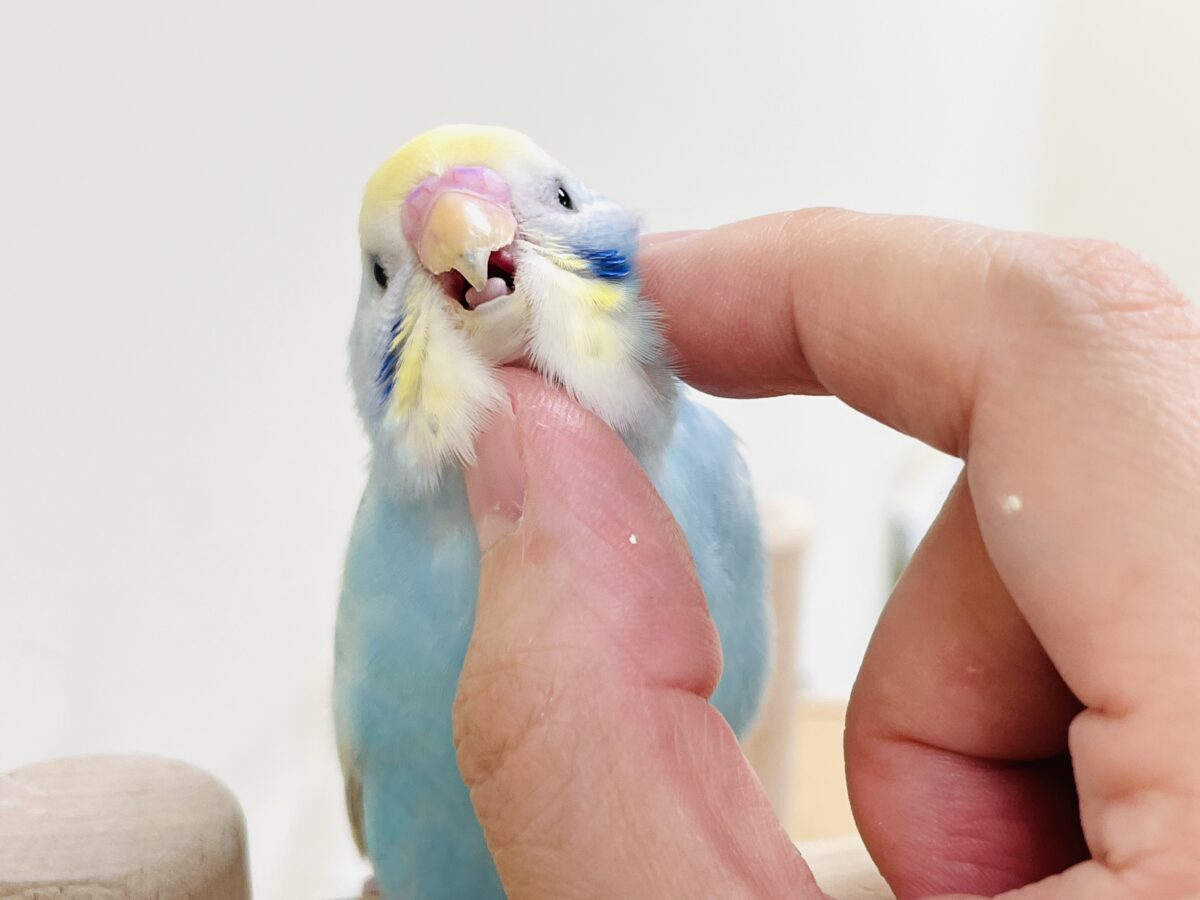 セキセイインコ
