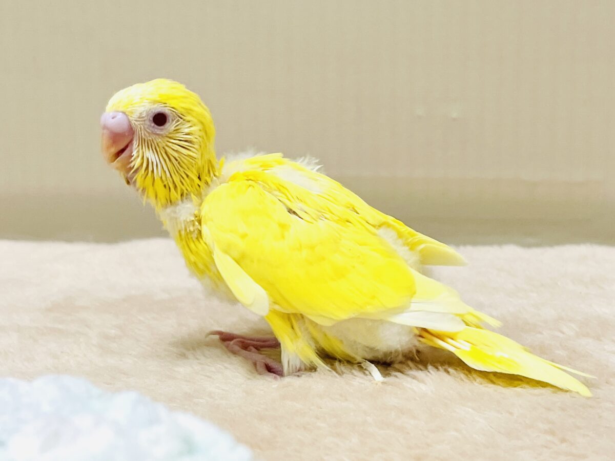 【最新画像】気分はモデルさん👍💛❤️セキセイインコ(ルチノー)ヒナ セキセイインコ