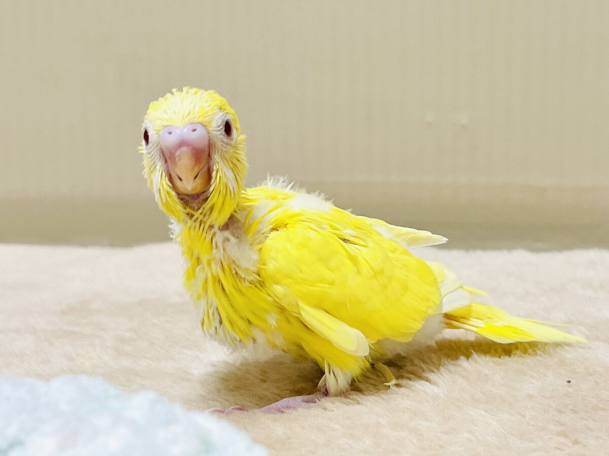 【最新画像】気分はモデルさん👍💛❤️セキセイインコ(ルチノー)ヒナ セキセイインコ