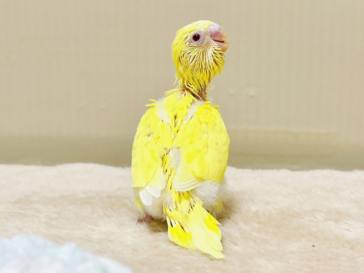 【最新画像】気分はモデルさん👍💛❤️セキセイインコ(ルチノー)ヒナ セキセイインコ