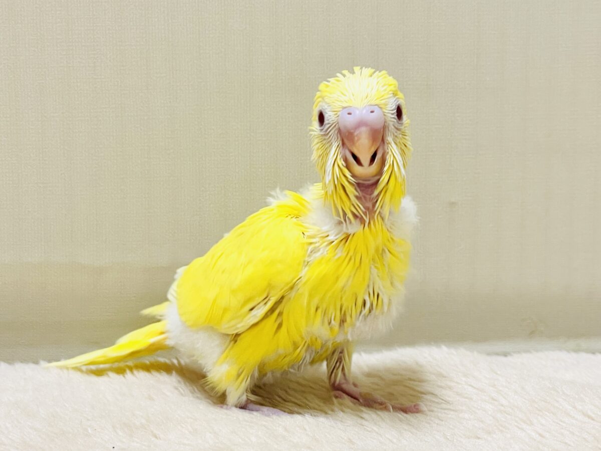 【最新画像】気分はモデルさん👍💛❤️セキセイインコ(ルチノー)ヒナ セキセイインコ