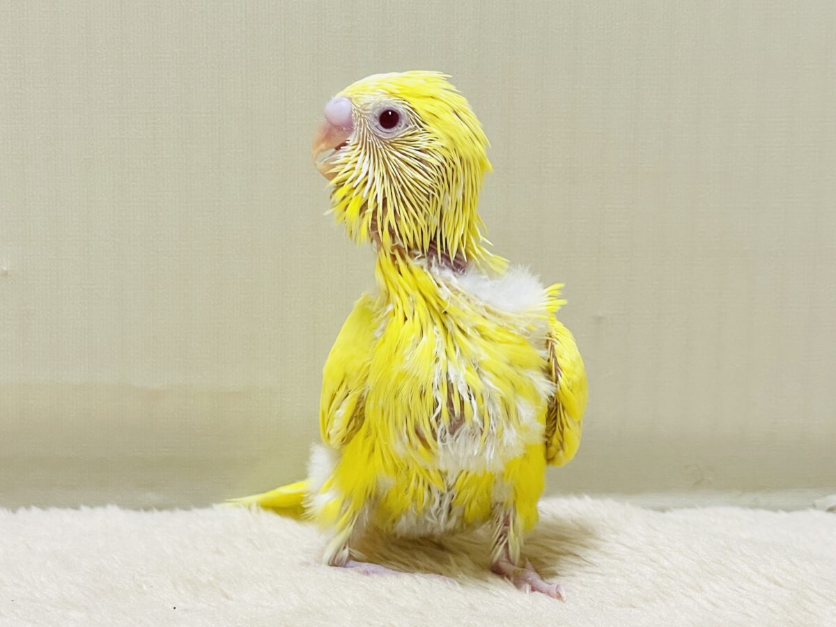 【最新画像】気分はモデルさん👍💛❤️セキセイインコ(ルチノー)ヒナ セキセイインコ