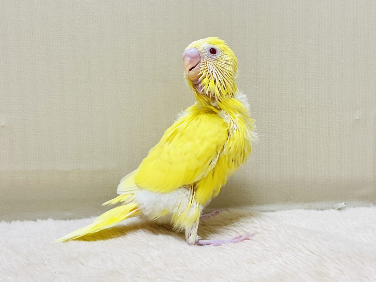 【最新画像】気分はモデルさん👍💛❤️セキセイインコ(ルチノー)ヒナ セキセイインコ