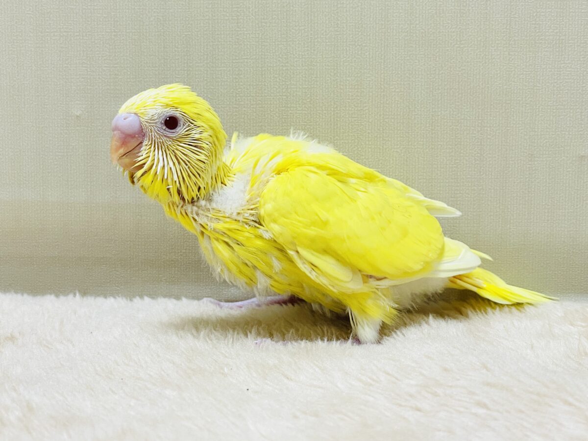 【最新画像】気分はモデルさん👍💛❤️セキセイインコ(ルチノー)ヒナ セキセイインコ