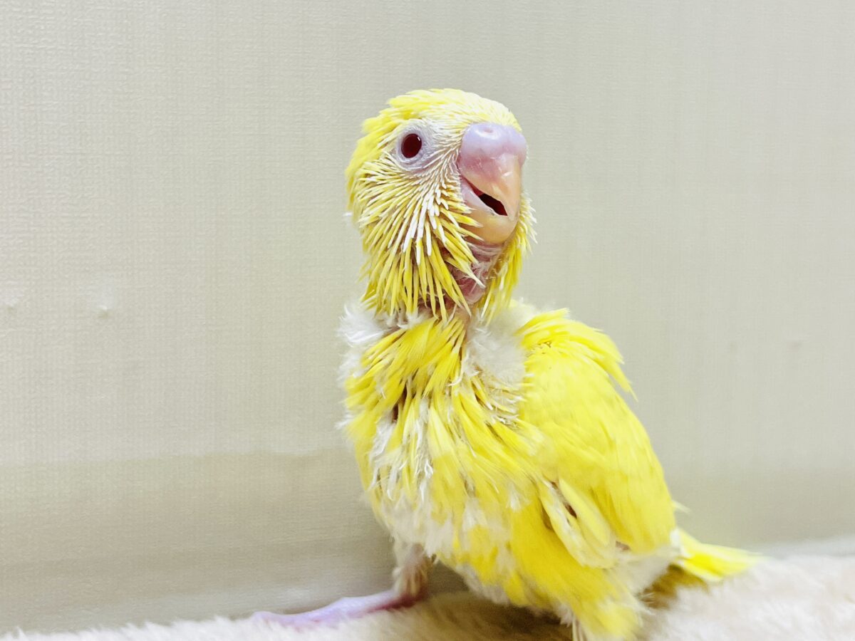 【最新画像】気分はモデルさん👍💛❤️セキセイインコ(ルチノー)ヒナ セキセイインコ