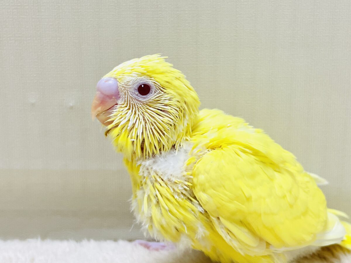 【最新画像】気分はモデルさん👍💛❤️セキセイインコ(ルチノー)ヒナ セキセイインコ
