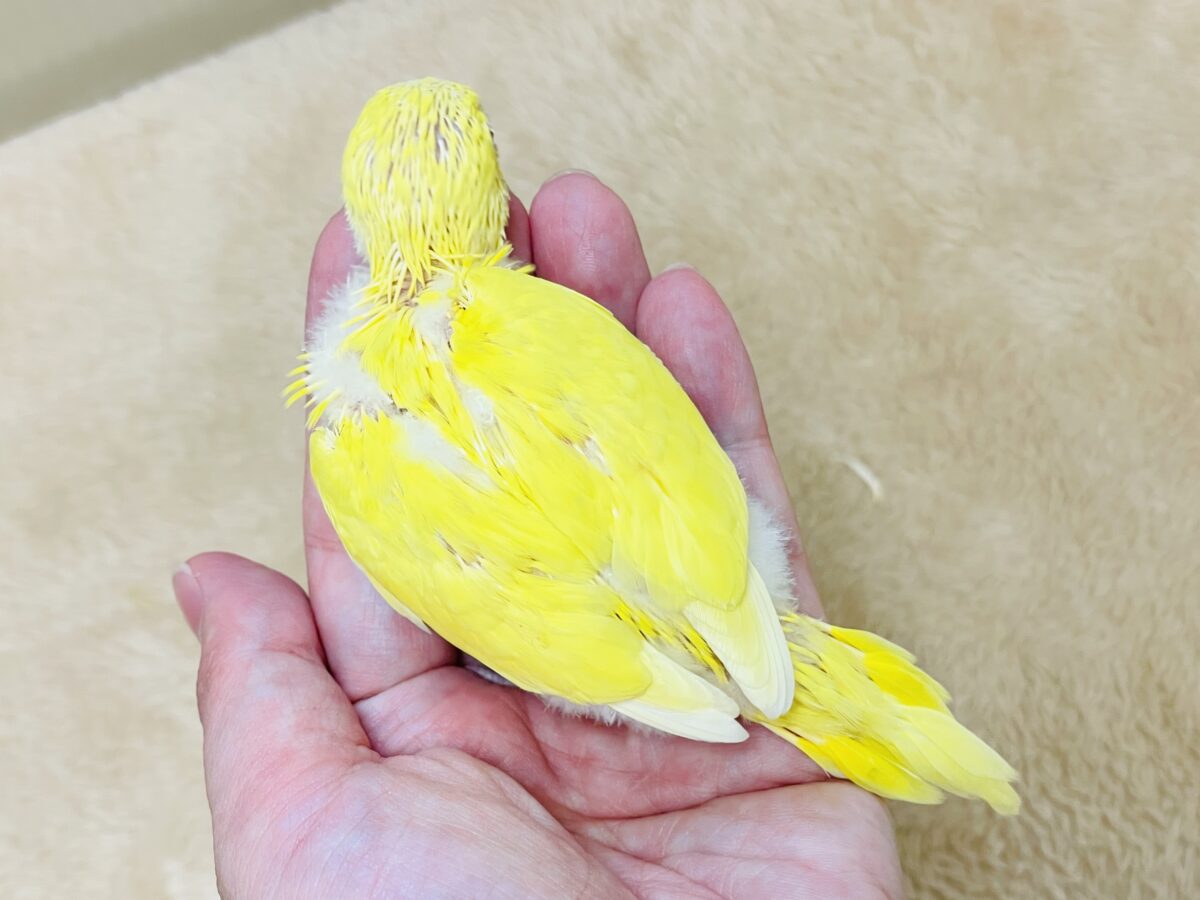 【最新画像】気分はモデルさん👍💛❤️セキセイインコ(ルチノー)ヒナ セキセイインコ