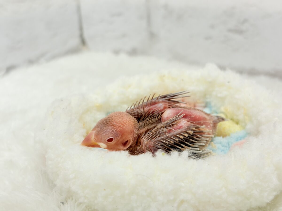 シナモン文鳥