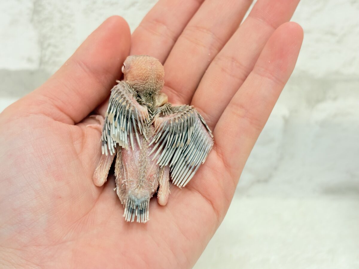 シナモン文鳥