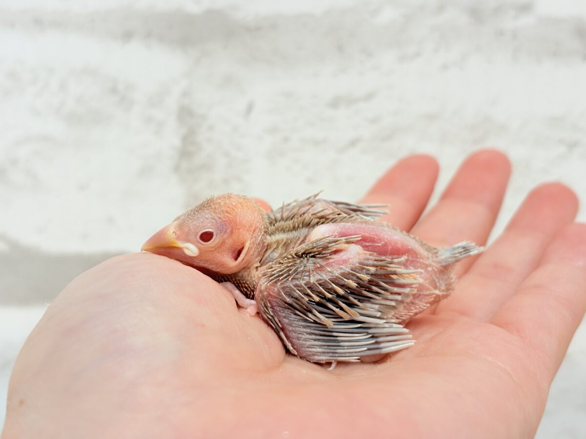 癒し系文鳥さん𓈒𓏸︎︎︎︎ 𓈒𓂂𓏸シナモン文鳥 ヒナ シナモン文鳥