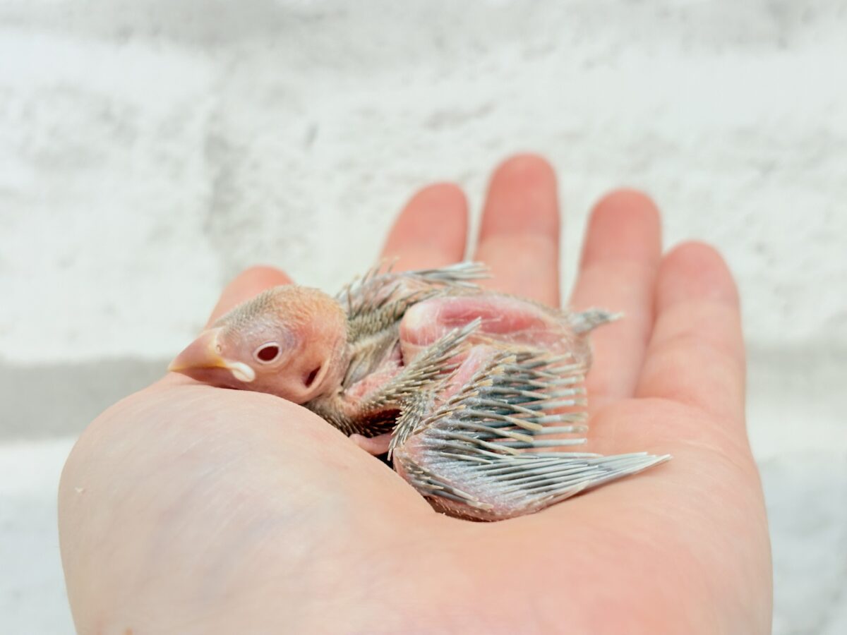 癒し系文鳥さん𓈒𓏸︎︎︎︎ 𓈒𓂂𓏸シナモン文鳥 ヒナ シナモン文鳥