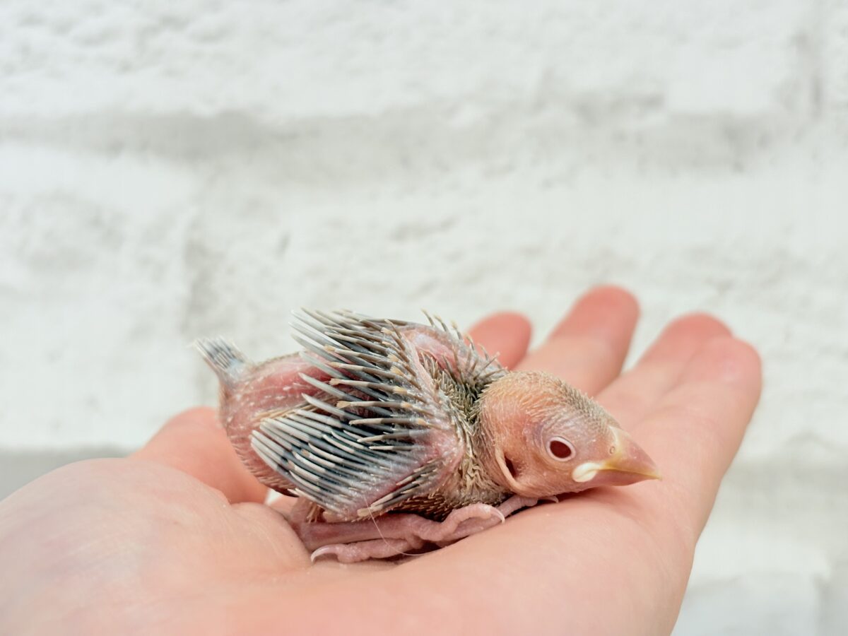 シナモン文鳥