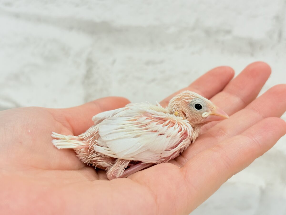 目指すは真っ白ふわふわ雪見だいふく🐣🤍白文鳥 ヒナ 白文鳥