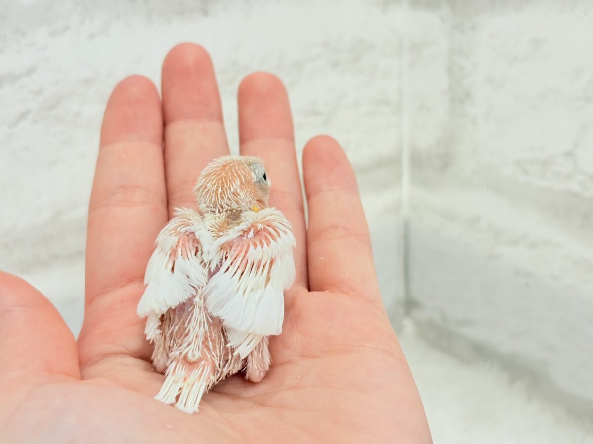 目指すは真っ白ふわふわ雪見だいふく🐣🤍白文鳥 ヒナ 白文鳥