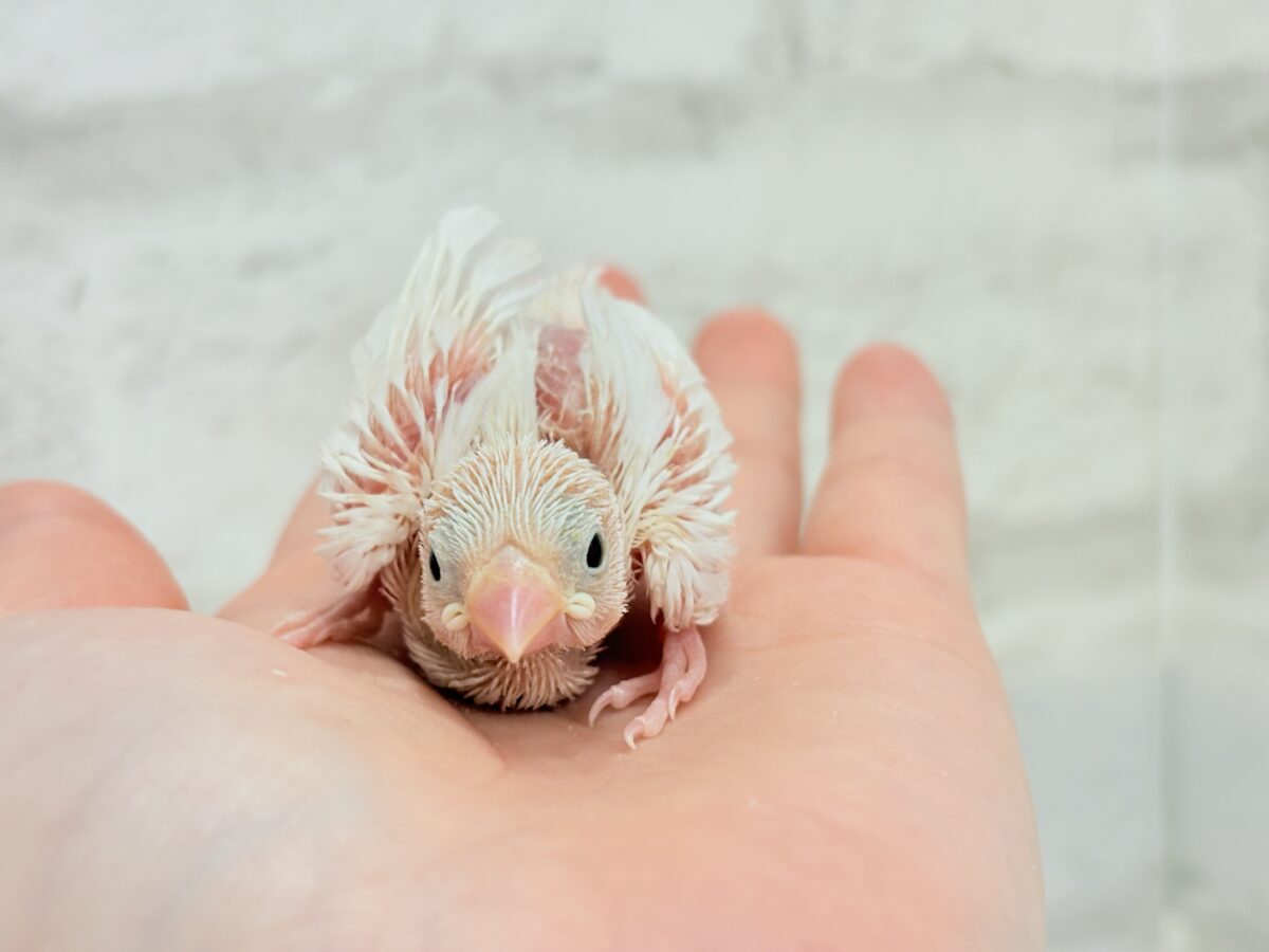 白文鳥