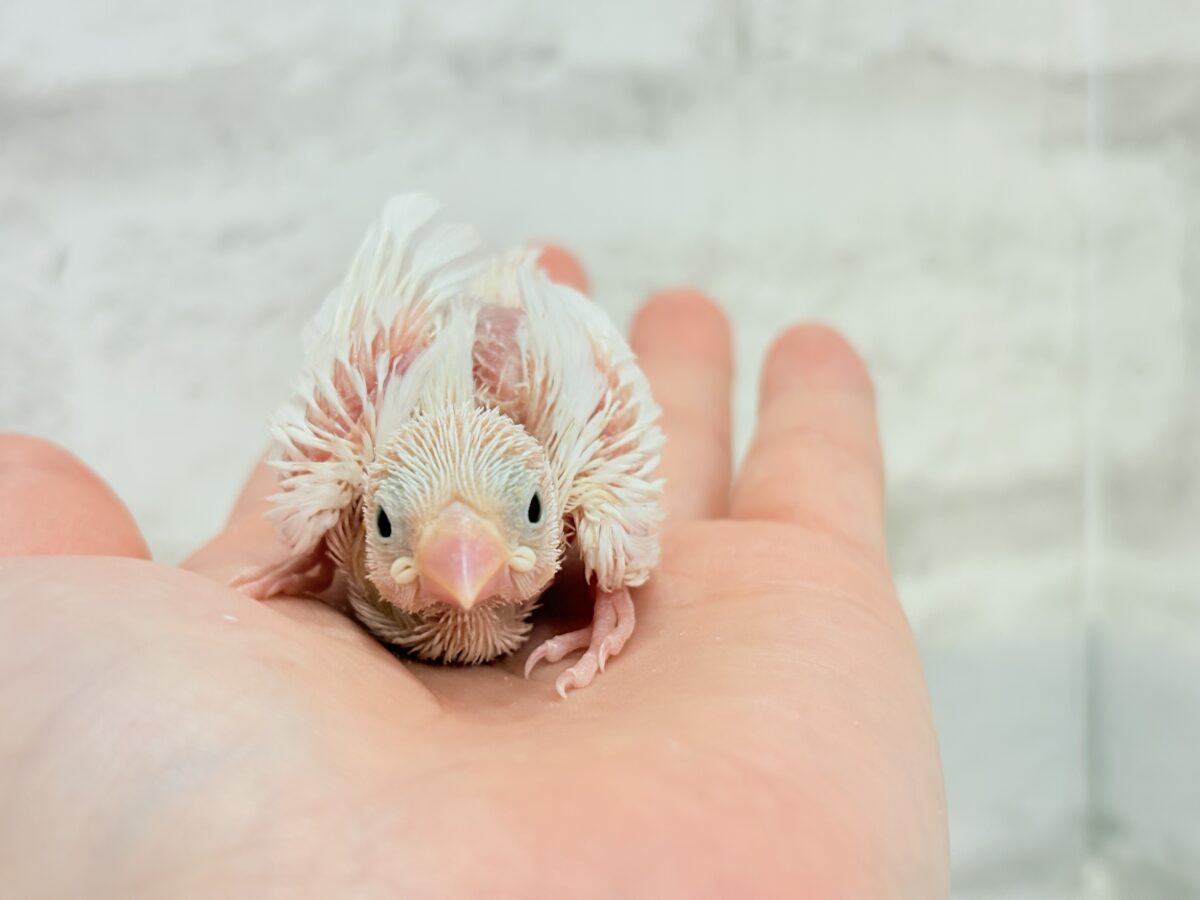 目指すは真っ白ふわふわ雪見だいふく🐣🤍白文鳥 ヒナ 白文鳥