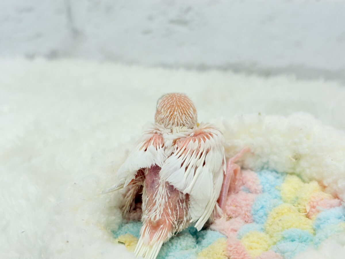 白文鳥