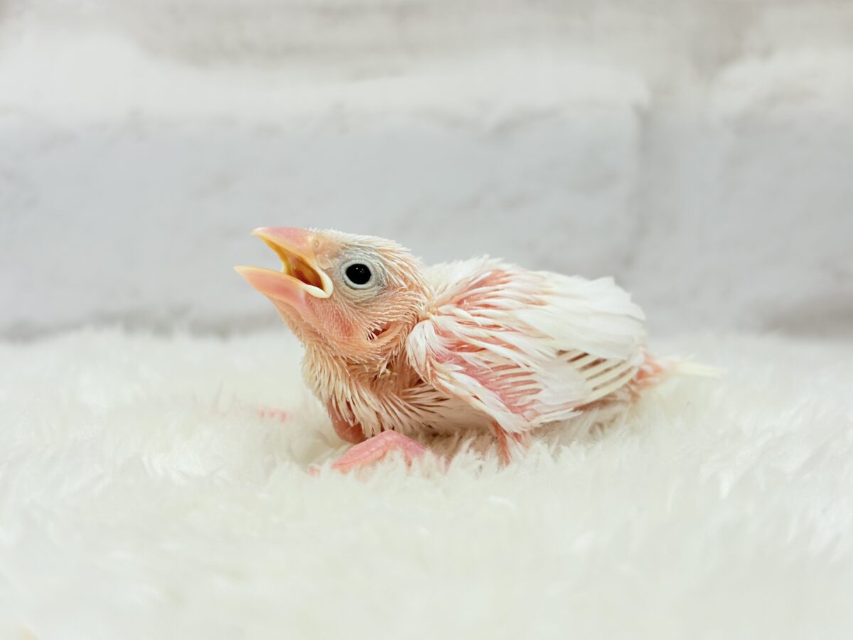 目指すは真っ白ふわふわ雪見だいふく🐣🤍白文鳥 ヒナ 白文鳥