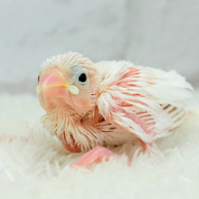 目指すは真っ白ふわふわ雪見だいふく🐣🤍白文鳥 ヒナ